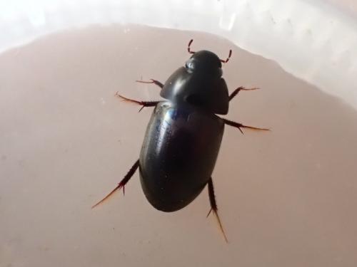Réf. 356 920 : Limnoxenus niger